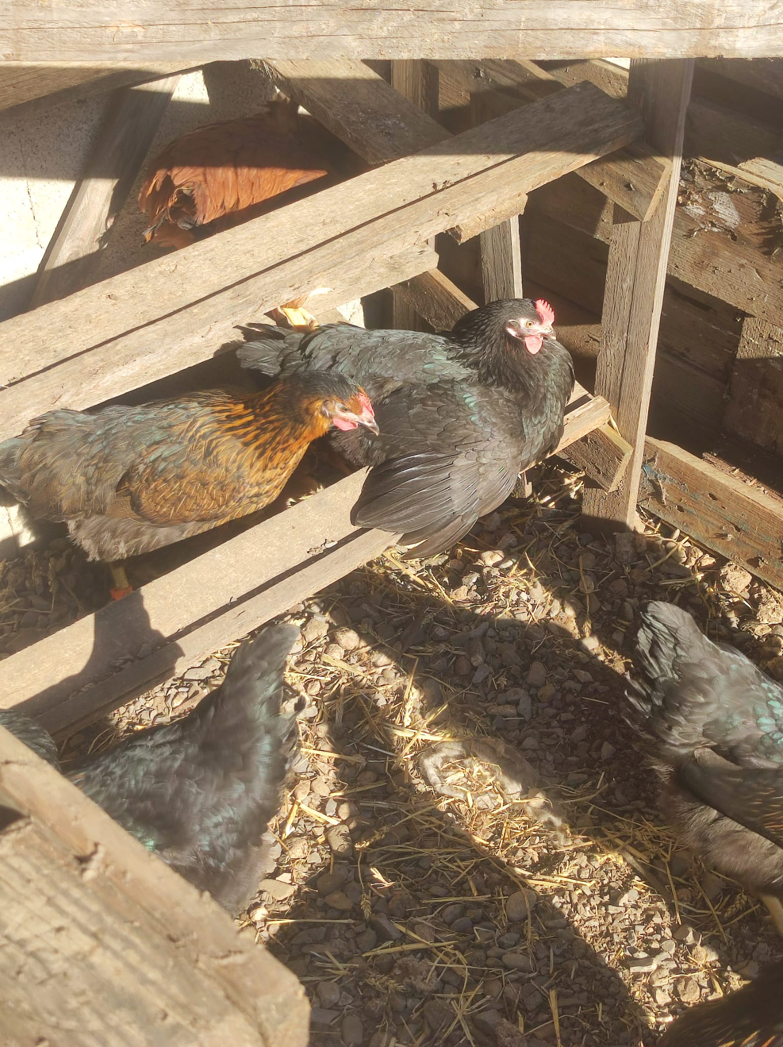 Nos poules